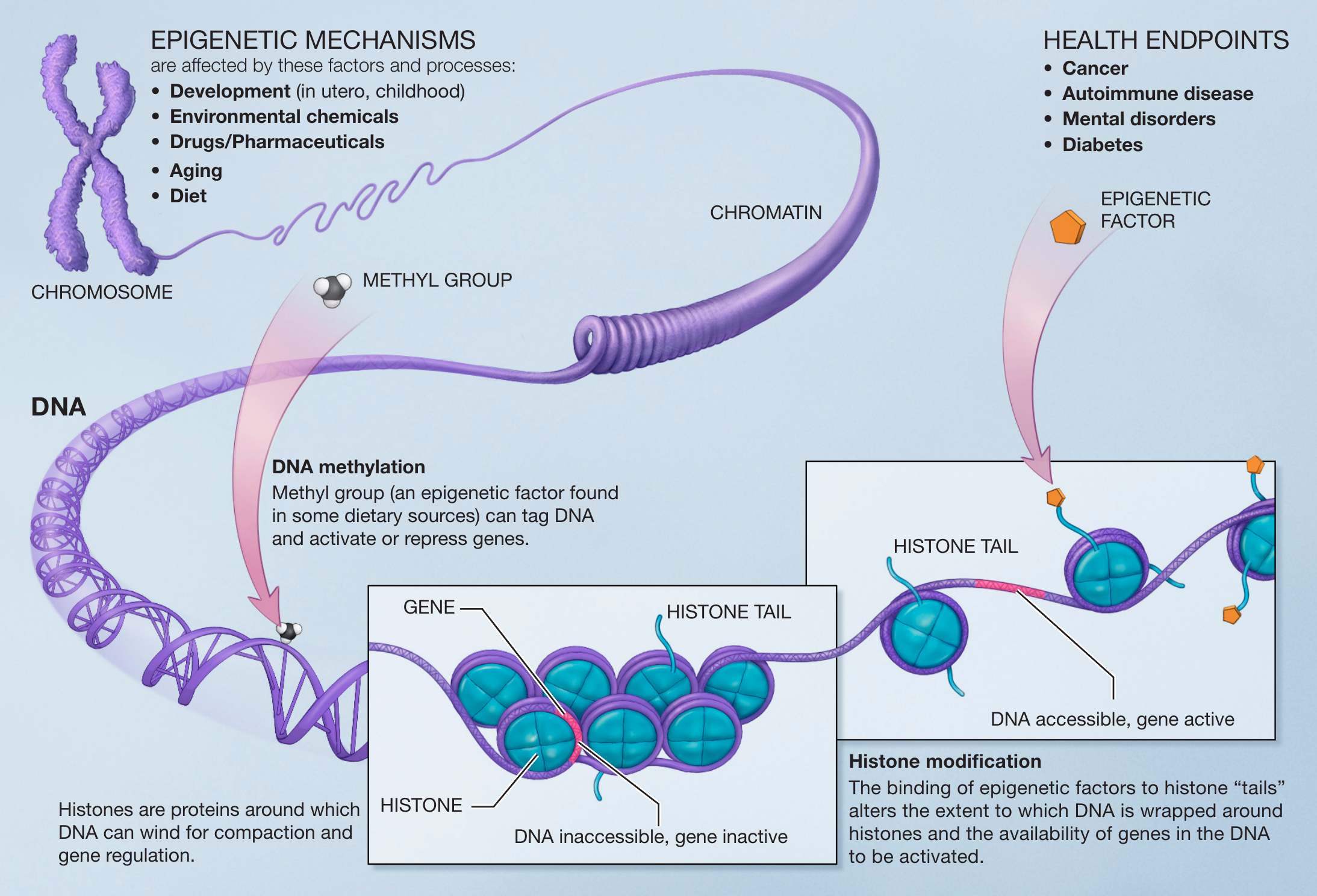 https://upload.wikimedia.org/wikipedia/commons/f/fc/Epigenetic\_mechanisms.png